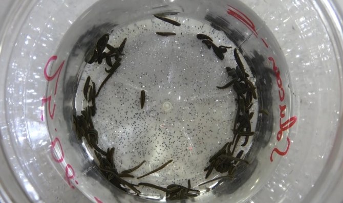 Üniversiteli Sülükler Geleneksel Ve Tamamlayıcı Tıbbın Hizmetinde