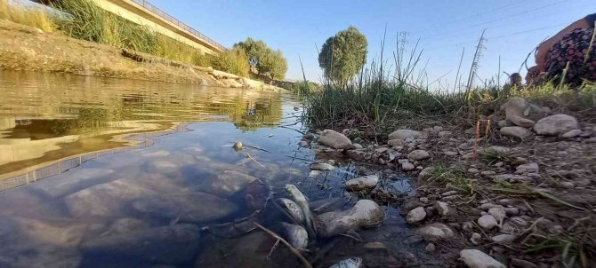 Çaydaki Balık Ölümleri Tedirgin Etti