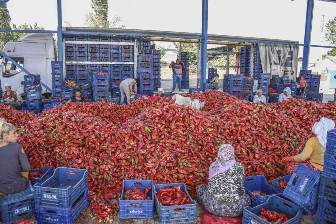Başkan Özkan, Biber Üreticilerinin Hasadına Katıldı