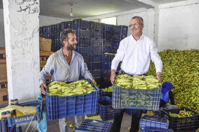 Başkan Özkan, Biber Üreticilerinin Hasadına Katıldı