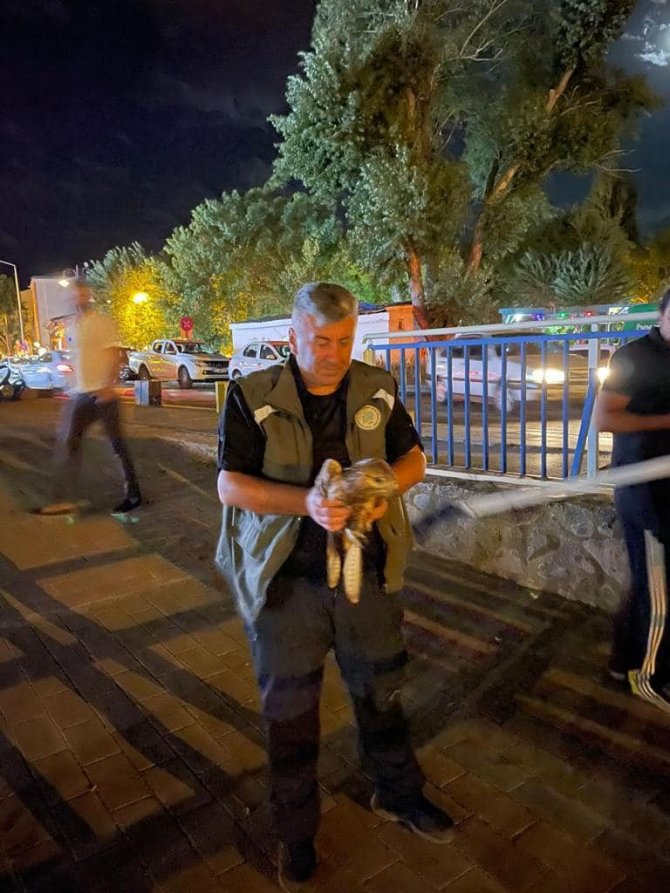 Kars’ta Kızıl Şahin Tedavi Altına Alındı