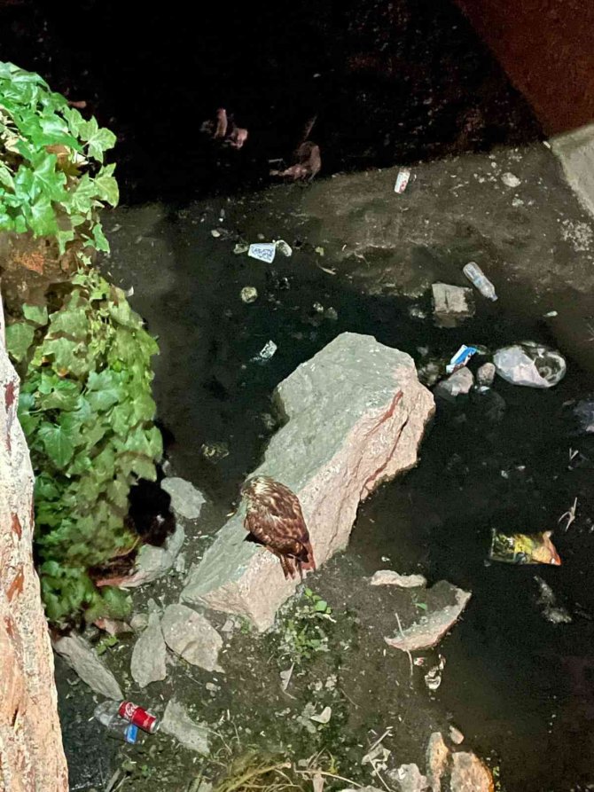 Kars’ta Kızıl Şahin Tedavi Altına Alındı