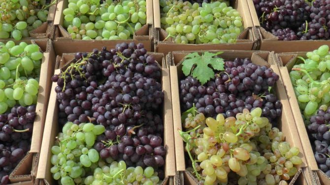 Ürgüp, Yarım Asırlık “Bağ Bozumu” Festivaline Ev Sahipliği Yapacak