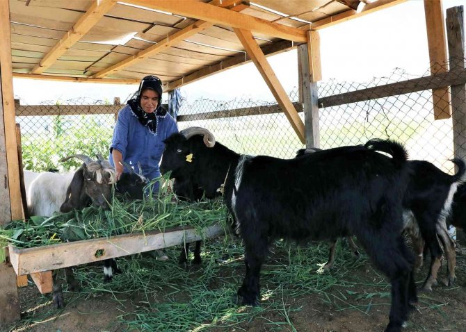 Büyükşehir Yatağan’da Kıl Keçisi Dağıtacak