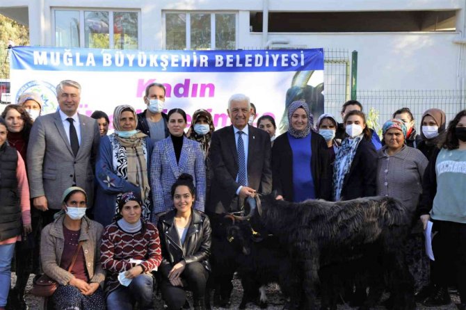 Büyükşehir Yatağan’da Kıl Keçisi Dağıtacak