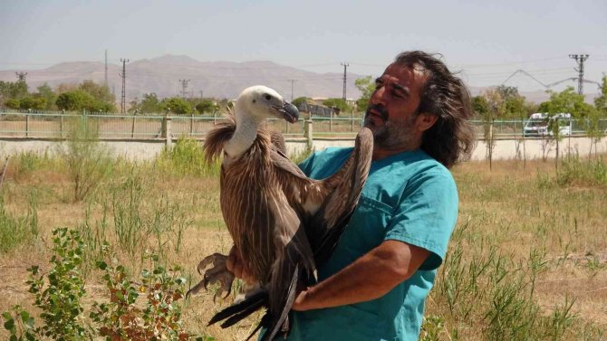 Van’da Son 1 Yılda 6 Akbaba Tedavi Edildi