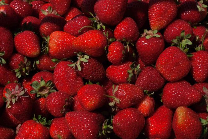 Başkan Yüce: “Tarım Bu Şehrin Geleceği Olacak”