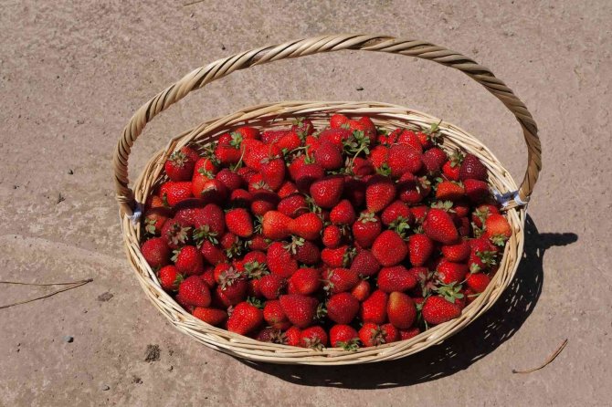 Başkan Yüce: “Tarım Bu Şehrin Geleceği Olacak”