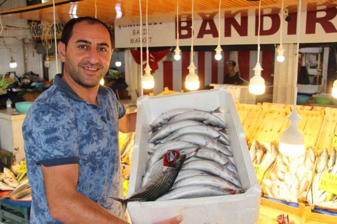 Av Yasağı Sona Erdi, Tezgahlarda Palamut Bollaştı