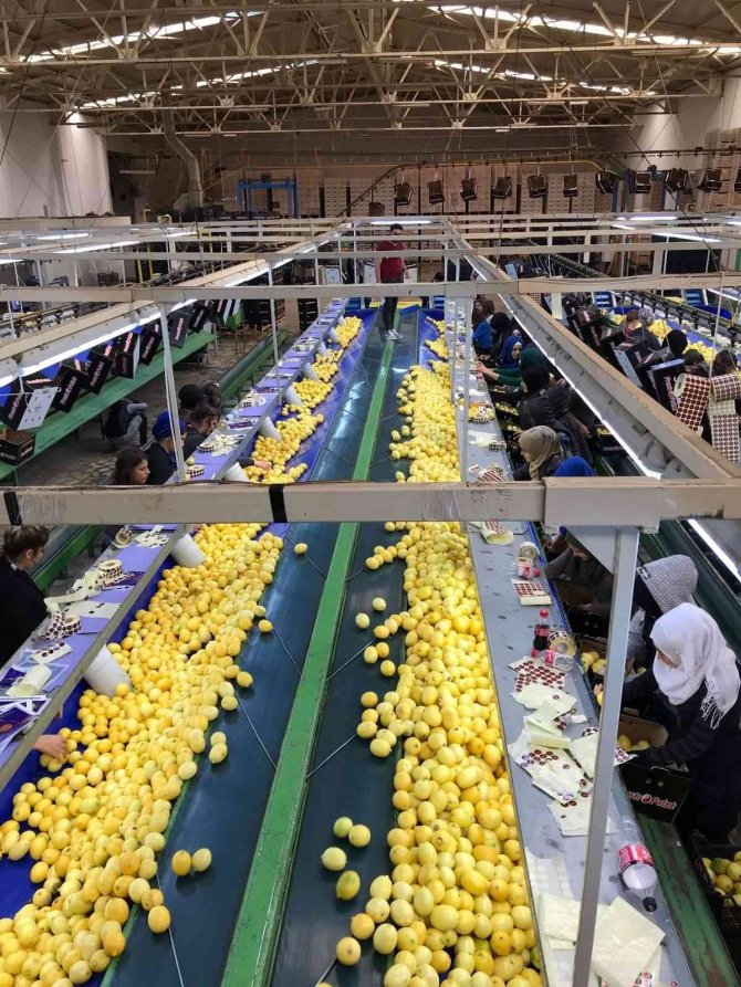 Sezonun İlk Limonu 15 Eylül’de İhracat Yolcusu