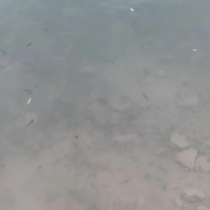 Uluderede İki Baraja 300 Bin Yavru Sazan Bırakıldı