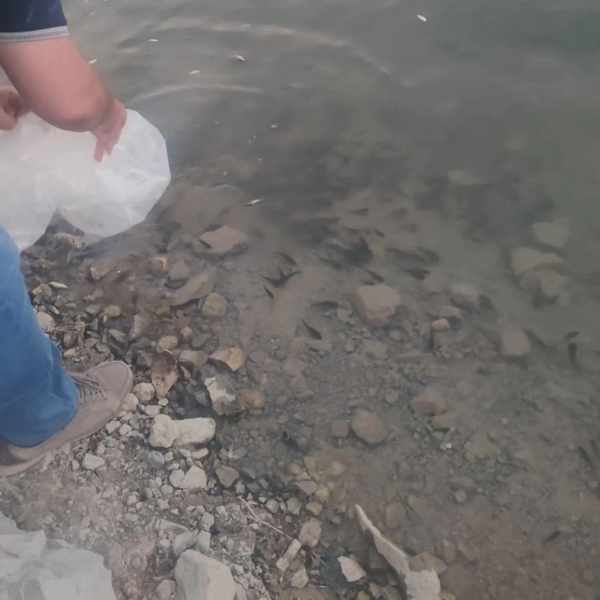 Uluderede İki Baraja 300 Bin Yavru Sazan Bırakıldı