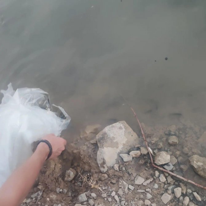 Uluderede İki Baraja 300 Bin Yavru Sazan Bırakıldı