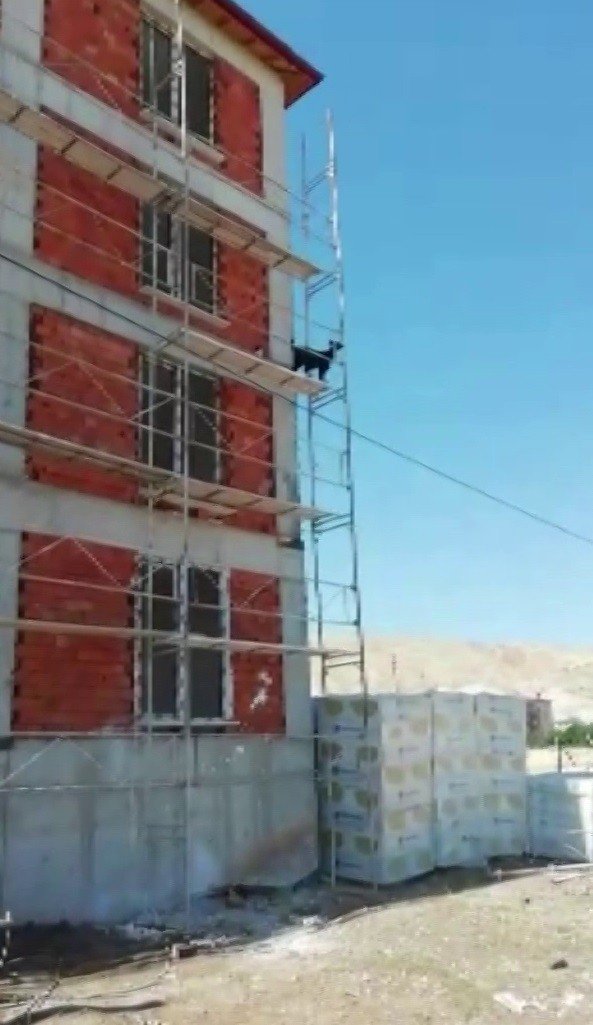 Keçi Öyle Bir Yere Çıktı Ki, Çıktığı Yerden İndirmek Çok Daha Zor Oldu