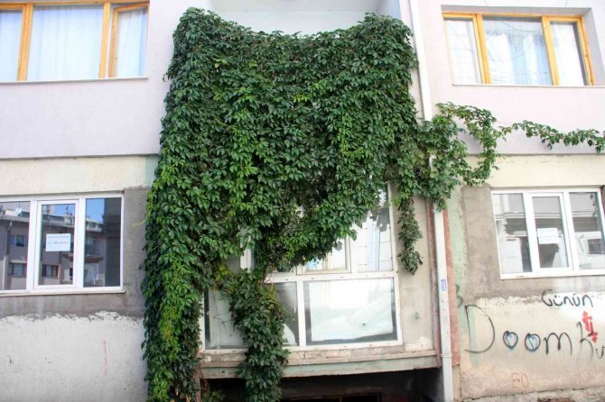 Şelaleyi Andıran Görüntüsüyle Dikkat Çekiyor