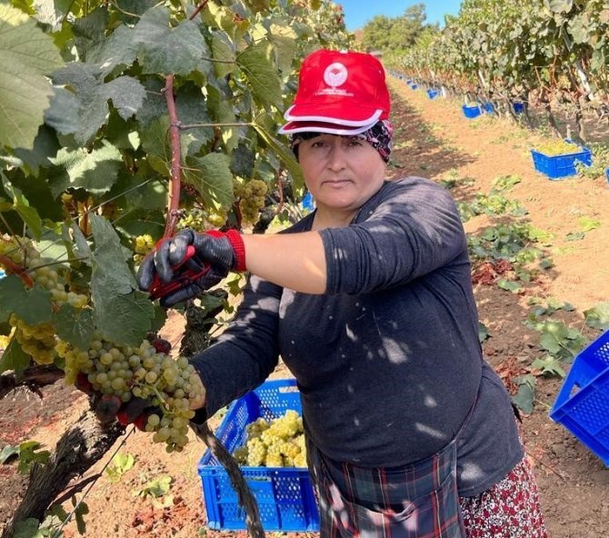 “Tekirdağ Bağları Kadın Eliyle Güzelleşiyor” Projesi Tamamlandı