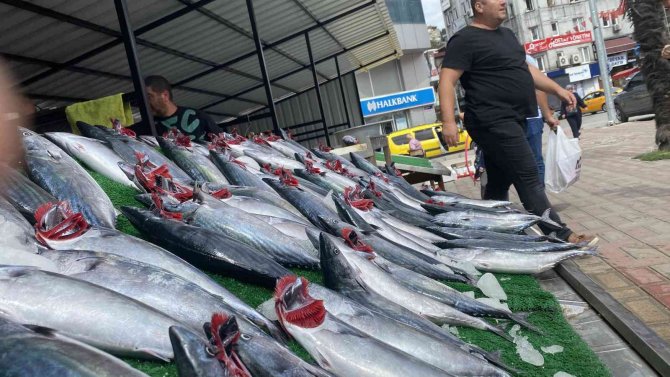 Denizden Palamut Fışkırdı, Bolluk Fiyata Yansıdı