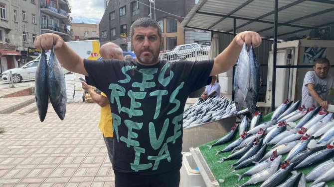 Denizden Palamut Fışkırdı, Bolluk Fiyata Yansıdı