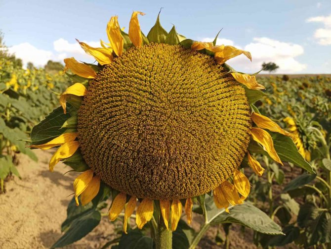Karadeni̇zbi̇rli̇k’in Ayçiçeği Ön Alım Fiyatı 10,5 Lira