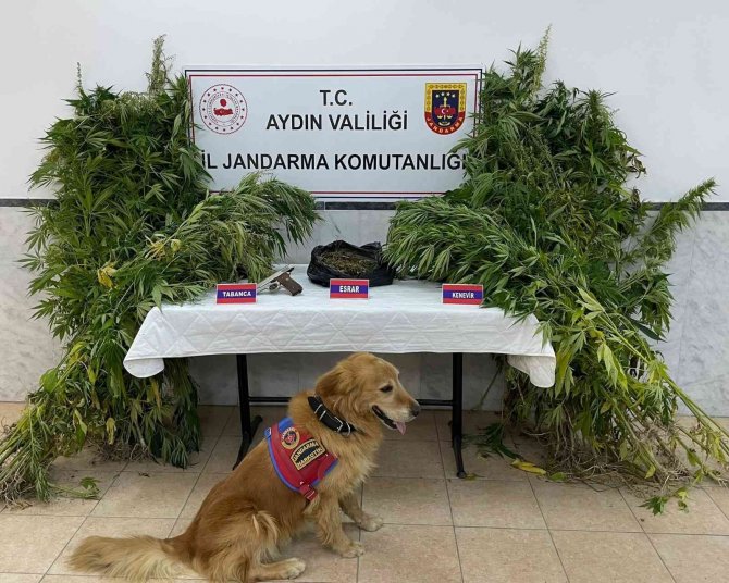 Aydın’da Bir Haftada 6 Uyuşturucu Taciri Tutuklandı