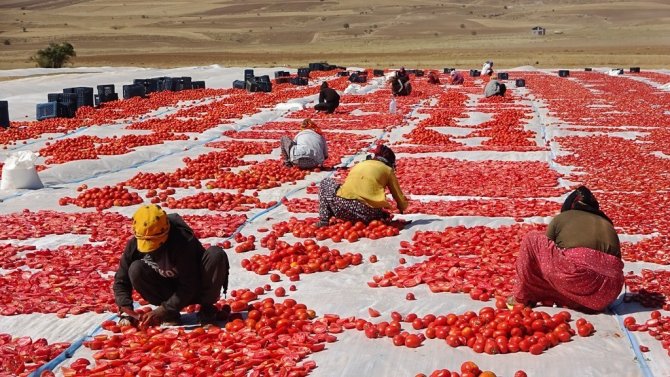 Bitlis’ten Amerika Ve Avrupa’ya Kurutulmuş Domates