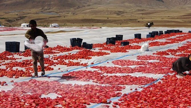 Bitlis’ten Amerika Ve Avrupa’ya Kurutulmuş Domates