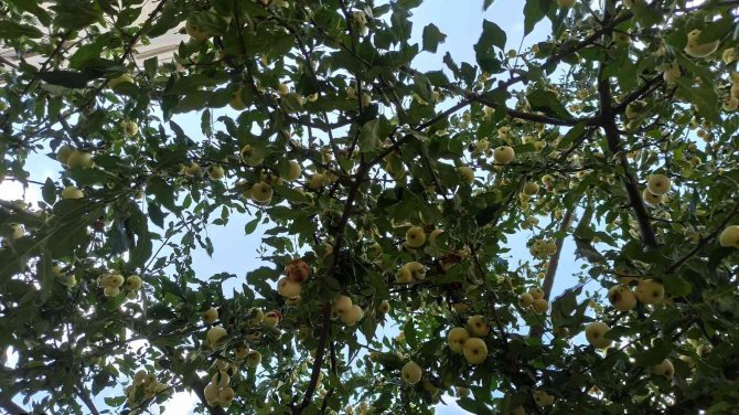 Toplanmayan Elmalar Dalında Çürüdü