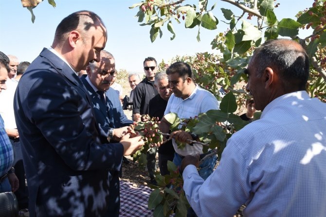 Batman’da Fıstık Hasadı Etkinliği Düzenlendi