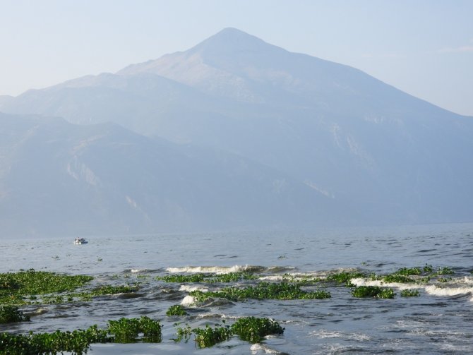 Hatay’da Su Sümbülleri Ve Ölü Balıklar Samandağ Sahiline Yayıldı