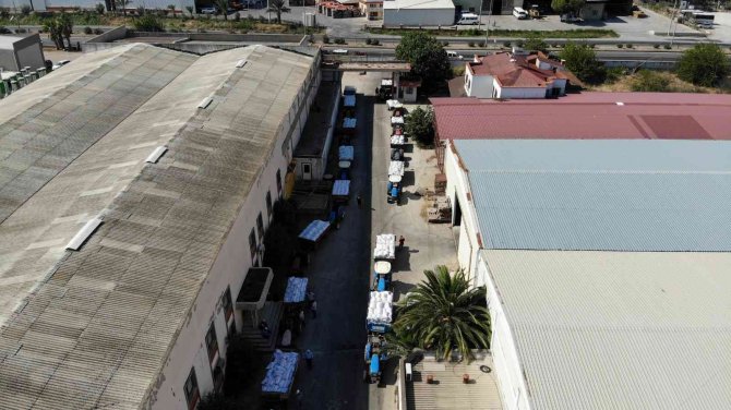 Kuru Üzüm Alımının Başladığı Tmo’ya Çiftçilerden Yoğun İlgi