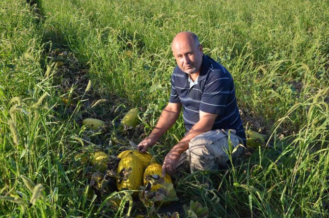 Kırkağaç Kavununda İlk Hasat