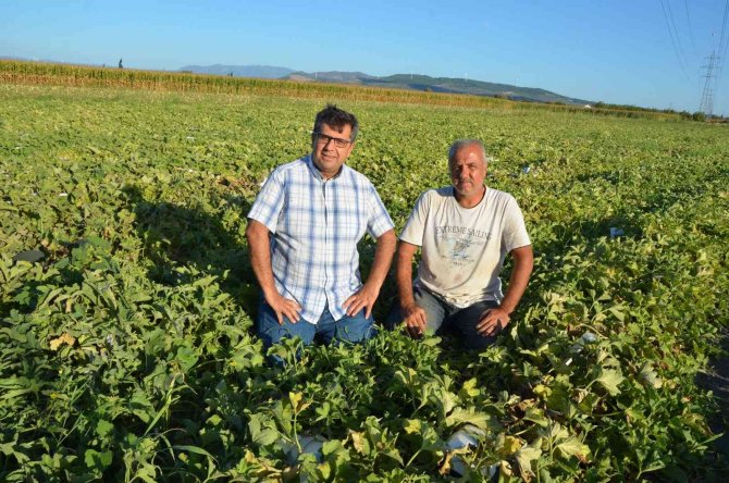 Kırkağaç Kavununda İlk Hasat