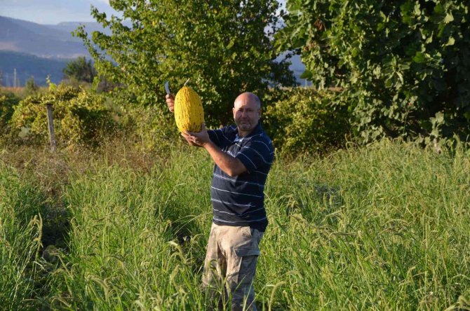 Kırkağaç Kavununda İlk Hasat