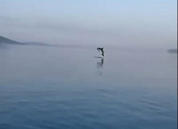 Yunuslardan, Koruma Ekibine Teşekkür Gösterisi