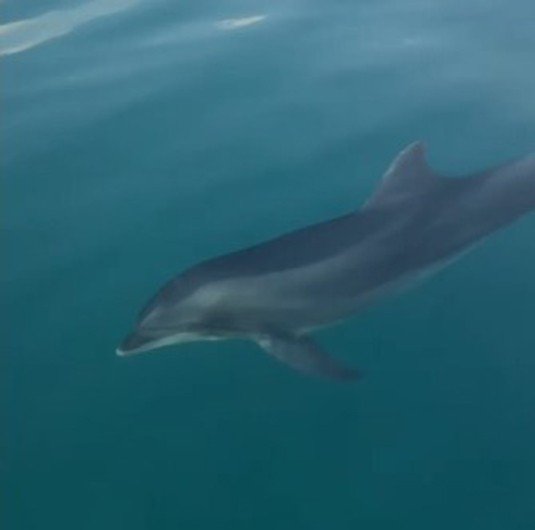 Yunuslardan, Koruma Ekibine Teşekkür Gösterisi