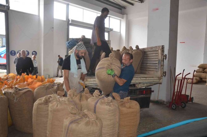 Ordu’da Tmo’ya Talep Artıyor