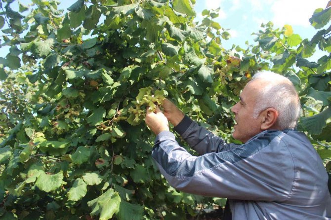 ‘Fındık Bahçelerinde Rehabilite Projesi’nde İlk Hasat Yüz Güldürdü