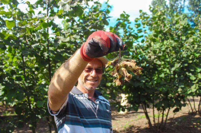 ‘Fındık Bahçelerinde Rehabilite Projesi’nde İlk Hasat Yüz Güldürdü