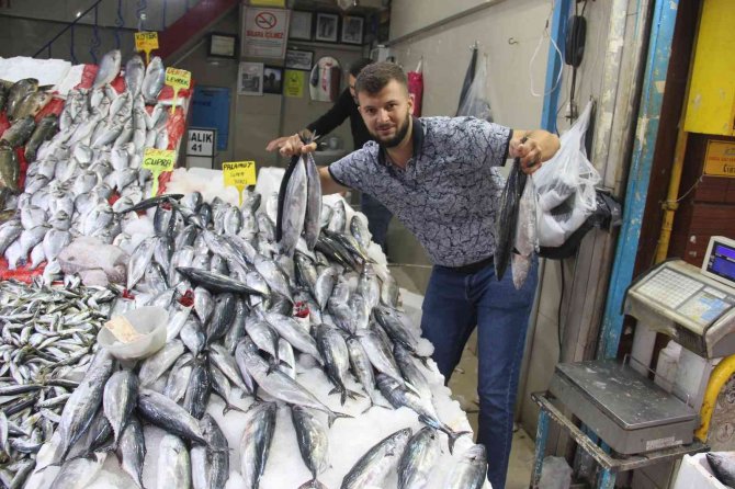 Havalar Serinledi, Palamut Kendini Gösterdi