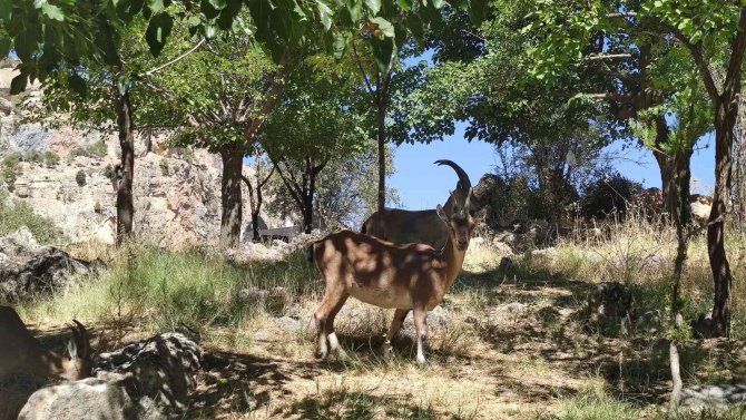 Dağ Keçileri Mezarlığı Mesken Tuttu