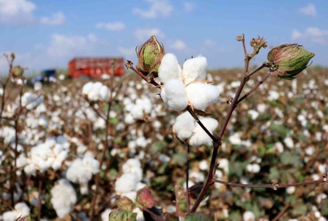 Çukurova’da Pamuk Hasadı Başladı