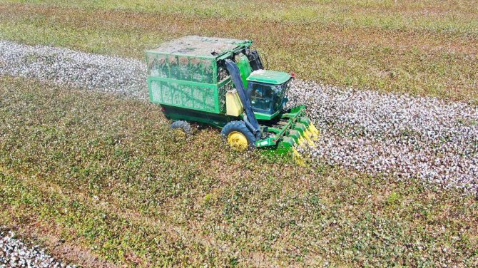 Çukurova’da Pamuk Hasadı Başladı