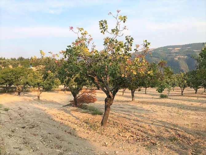 Denizli’de Antep Fıstığı Yetiştiriciliği Yaygınlaşıyor