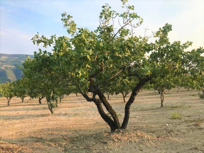 Denizli’de Antep Fıstığı Yetiştiriciliği Yaygınlaşıyor