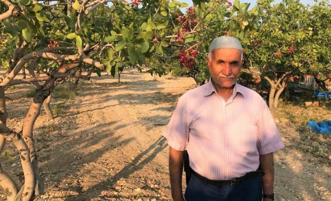 Denizli’de Antep Fıstığı Yetiştiriciliği Yaygınlaşıyor