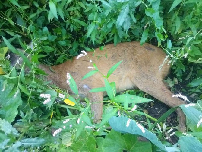 Köpeklerin Saldırdığı Karacayı Vatandaş Kurtardı