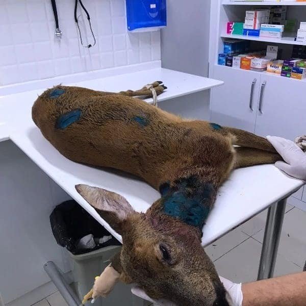 Köpeklerin Saldırdığı Karacayı Vatandaş Kurtardı