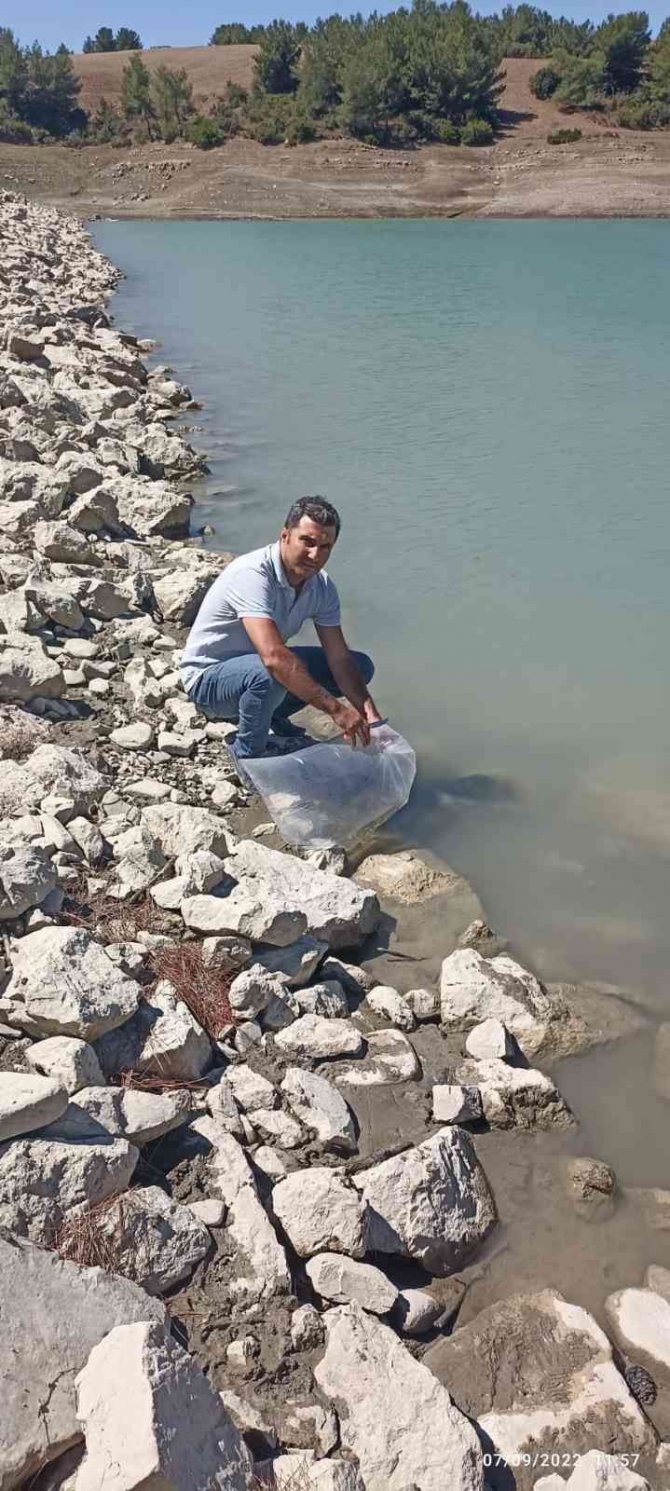 Kozan’da 40 Bin Yavru Aynalı Sazan Göletlere Bırakıldı