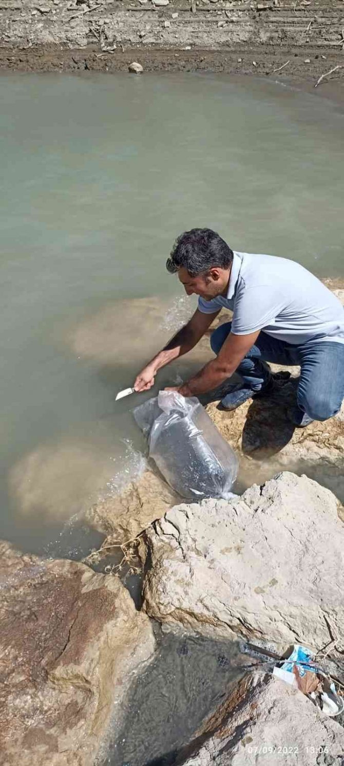 Kozan’da 40 Bin Yavru Aynalı Sazan Göletlere Bırakıldı
