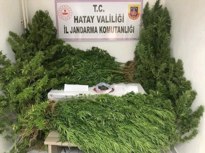 Hatay’da Uyuşturucu Operasyonu